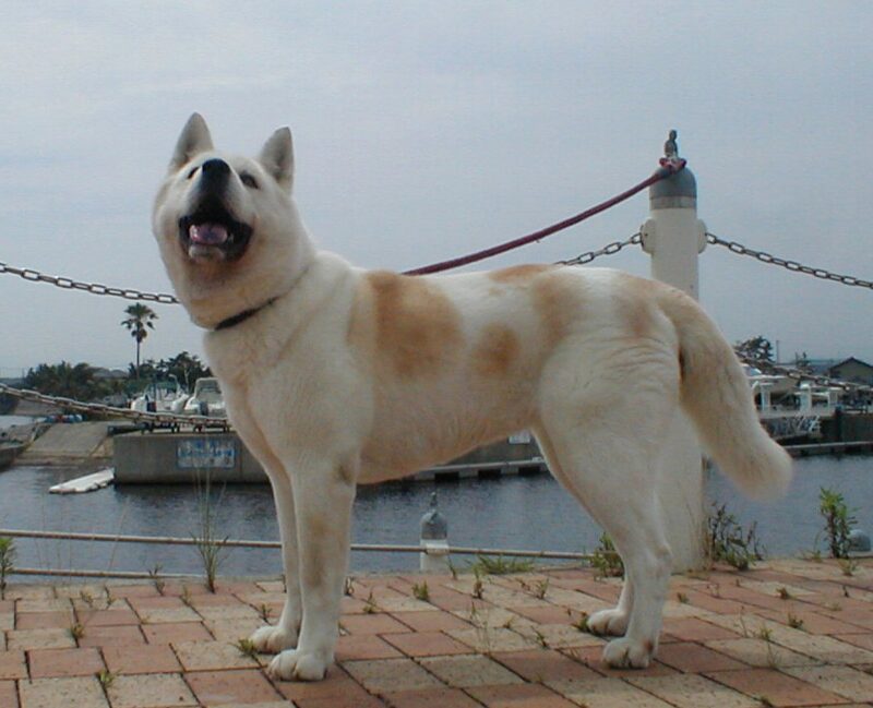 コマチ